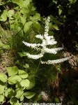 玉置山の花
